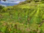 sicily-vineyards-3