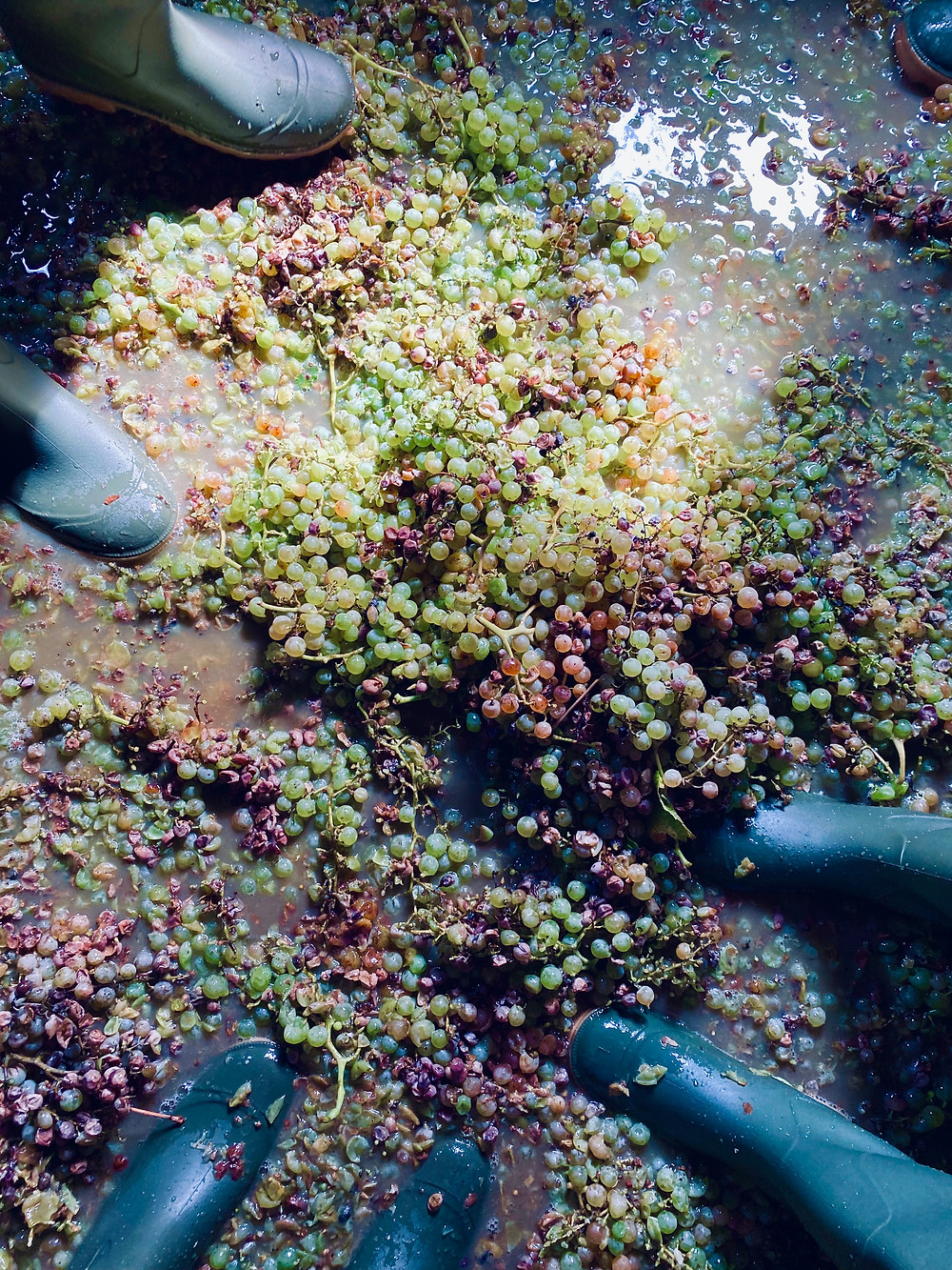 sicily-vendemmia-harvest-1