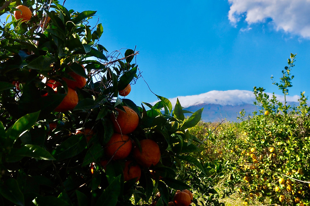 sicily-blood-oranges-etna