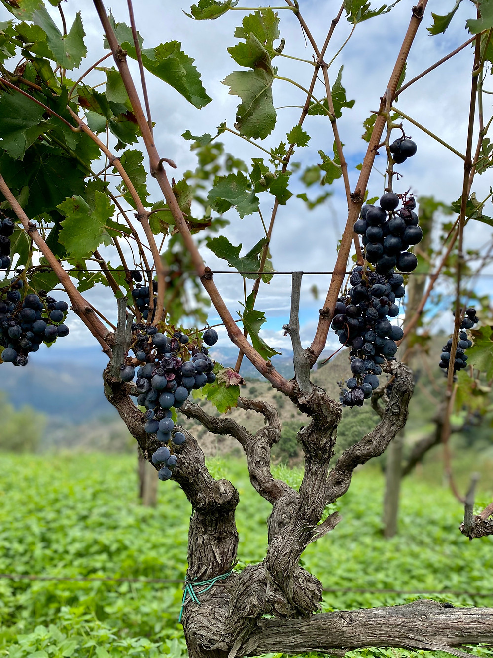sicily-grapes-1