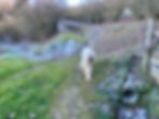 Italy-winter-food-tours-truffle-hunting-dog