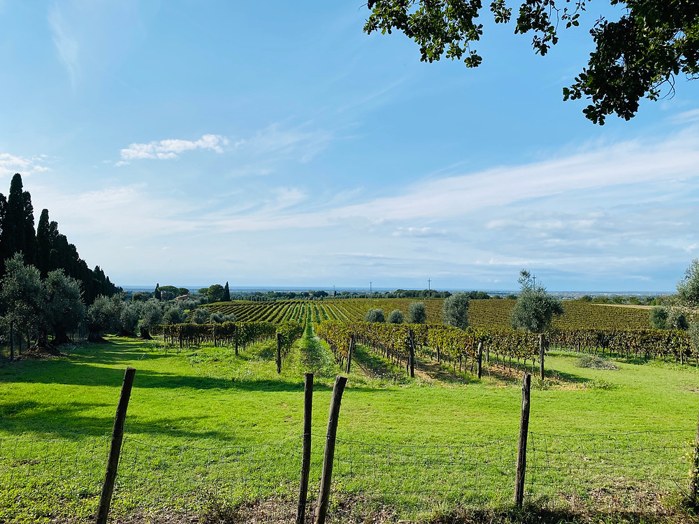 vineyards-bolgheri-road