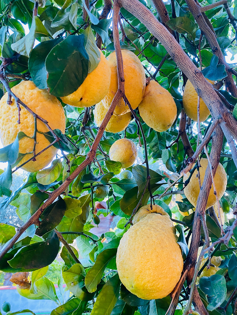 sicily-lemons-monachello