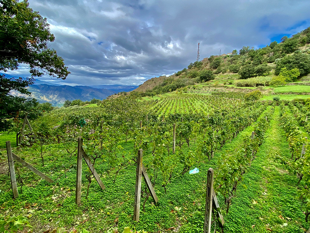 sicily-grape-harvest-1