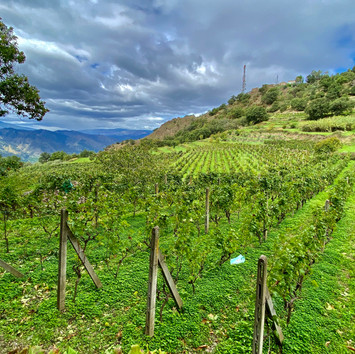 Vendemmia: Celebrating the Grape Harvest in Sicily, and other Adventures