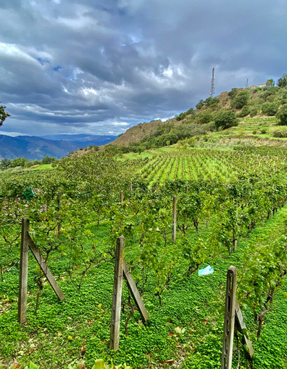 Vendemmia: Celebrating the Grape Harvest in Sicily, and other Adventures