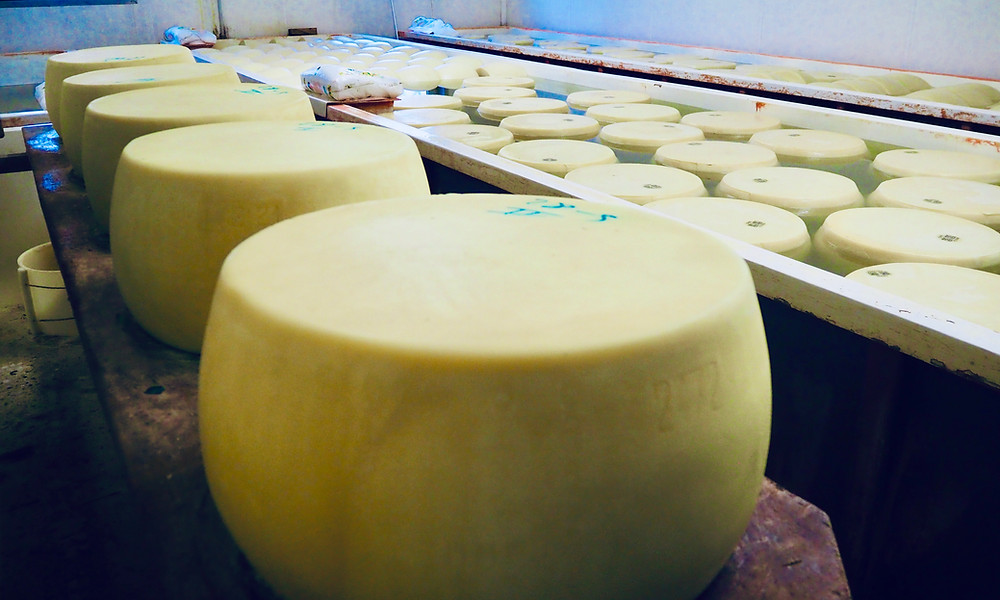 parma-food-tours-cheese-farm-9