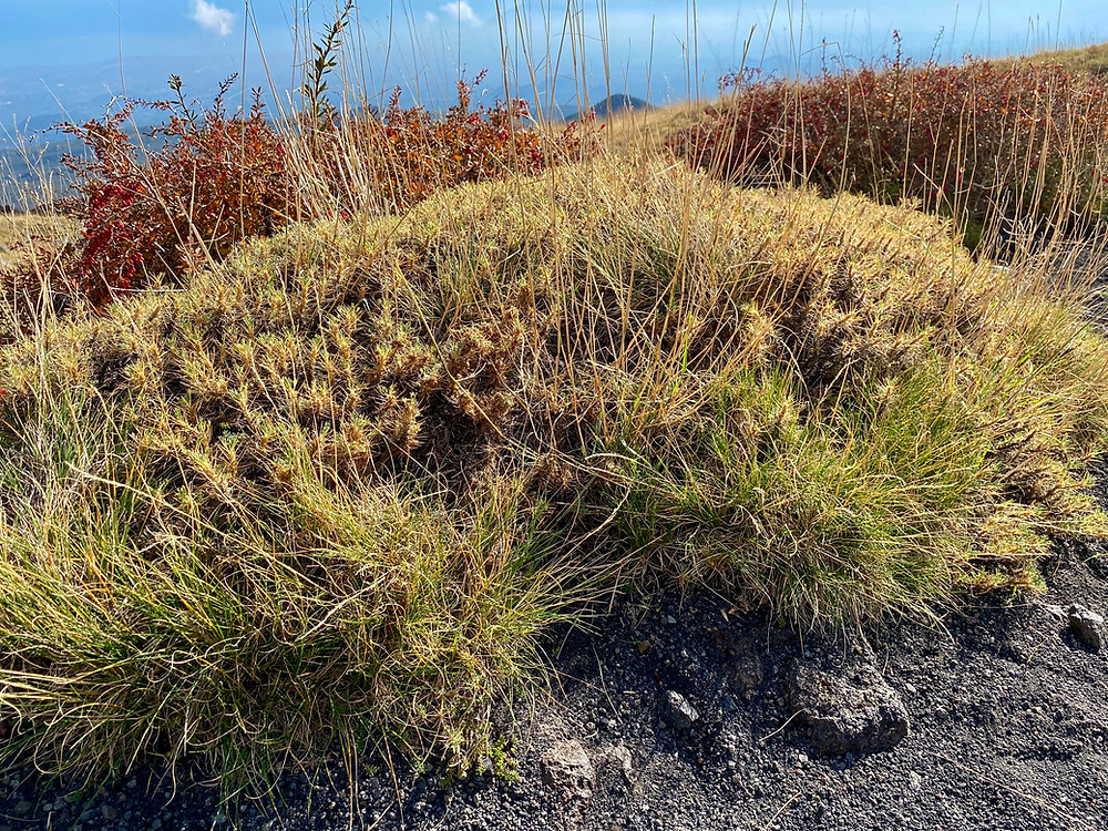 mount-etna-hikes-schiena-dell-asino-10
