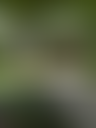 Memphis-outdoors-botanic-garden