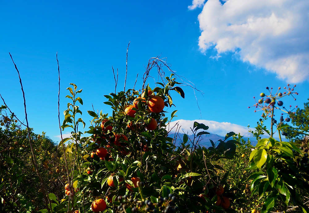 sicily-blood-oranges-mount-etna