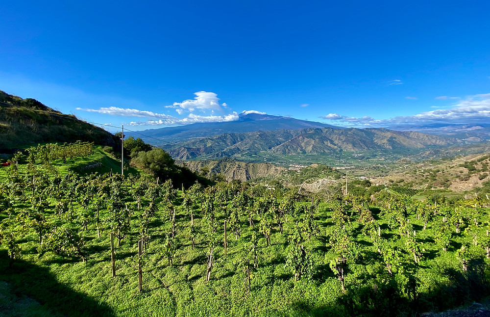 sicily-vineyards-1