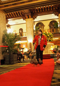 Memphis-peabody-hotel-ducks-march