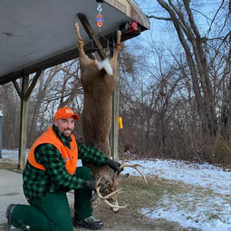 DEER !.jpeg