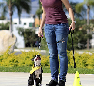 Dog Behaviour