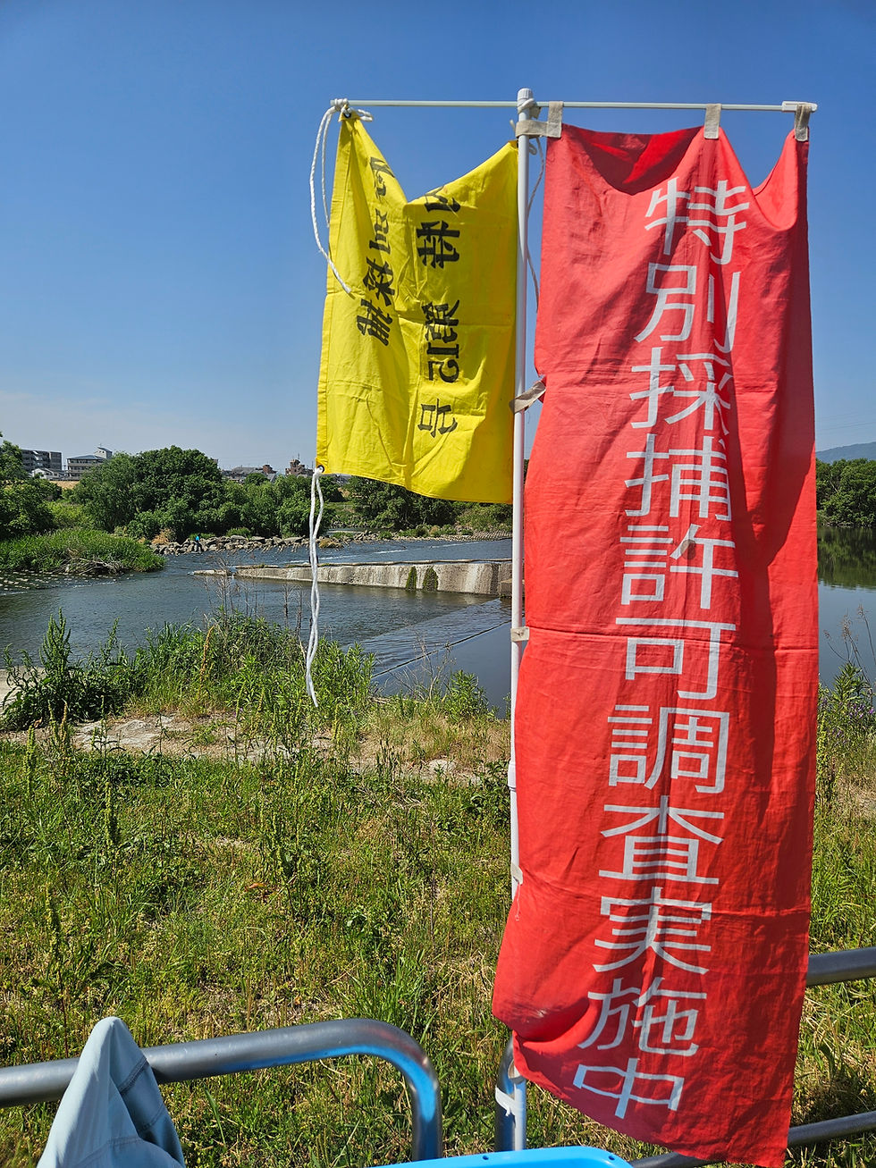【桂川３号堰のアユ汲み上げ】