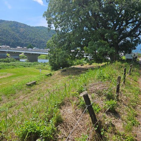 松尾橋アユルアー最新情報!