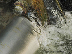 『大阪湾からの鮎遡上が始まっています。』