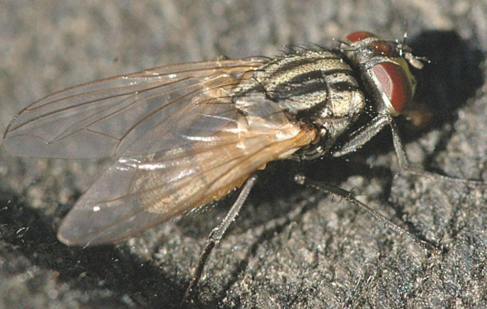 Mosca comune wikipedia.jpg