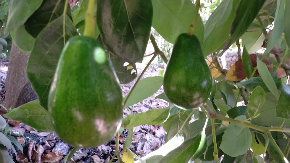 Küçük resim: 15 adet Avokado 200 gr. ve Üzeri
