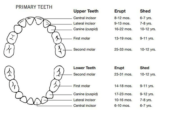 Baby Tooth Eruption Chart