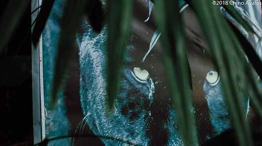 JaguarTeam2018-34.jpg