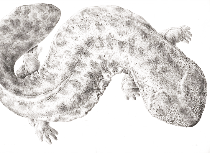 SALAMANDRE.png
