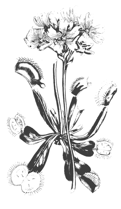 FLORAL_edited_edited.png
