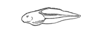 TETARDAL_edited.png