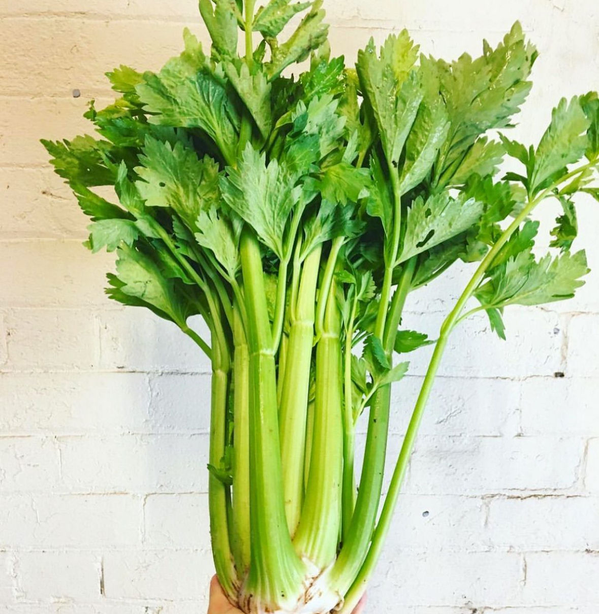Celery - bunch