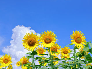 【大暑】一年で最も暑い季節。夏の疲れをため込まず、心身を健やかに保つ養生とは?