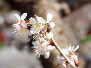 【啓蟄】冬眠から目覚める春のサイン。春のスタート前に軽やかな体づくりを始めませんか？