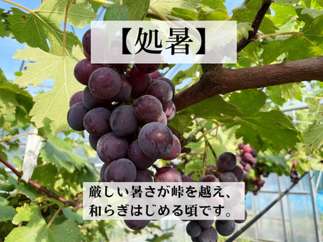 【処暑】暑さが和らぎはじめる頃。夏の疲れと冷えをいたわり、秋へと体を切り替える養生とは?