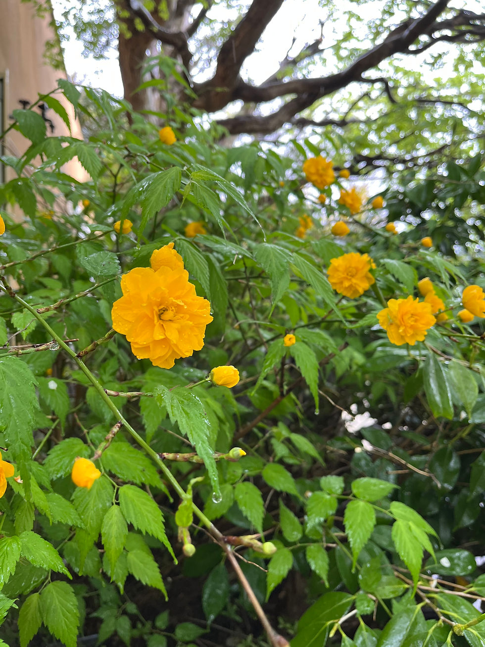 しっとりと降り注ぐ穀雨（こくう）の雨に、庭のヤマブキが鮮やかに映える季節となりました。百穀を潤す雨を吸い込んで、若葉もいっそう力強く芽吹いています。
