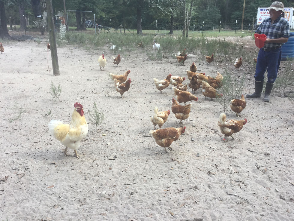 Peach Creek Poultry