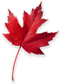 red leaf.png