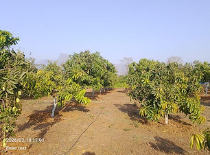 Shubhvan-orchard.jpeg