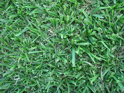 kikuyu-lawn.jpg