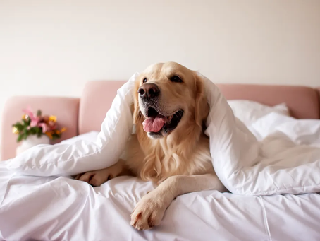 The air filter technology hotels are using to fight unwanted smells