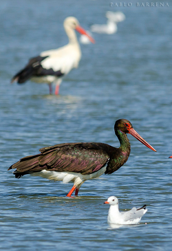 Black Stork
