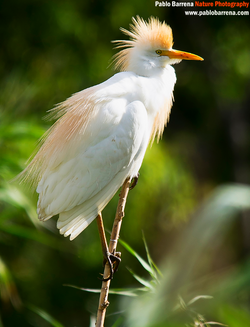 Cattle Egret