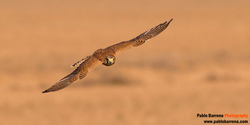 Kestrel hunting