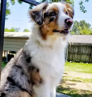Bryant S Australian Shepherds In Mont Belvieu Texas