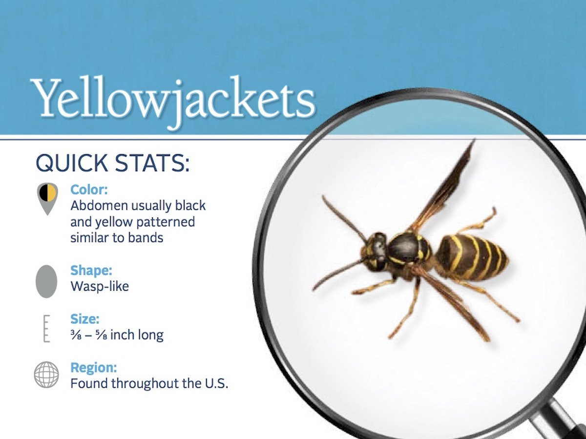 EcoFriendly Green Valley Pest Control