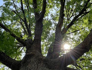 The tree in my front yard looks different at all times
