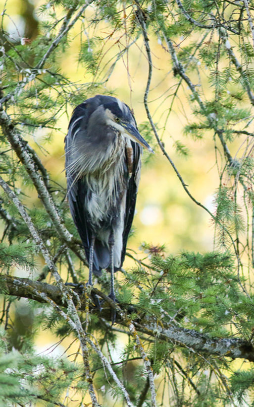 GreatBlueHeron_SC_7D2_3357-XL_edited.jpg