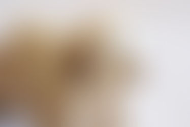 それぞれの個性的な毛並みや、表情や仕草など、どれもがそれぞれに可愛らしくて