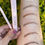 Miniatura: BEAUTY CREATIONS - LAPIZ PARA CEJAS EYEBROW DEFINER PENCIL MEDIUM BROWN