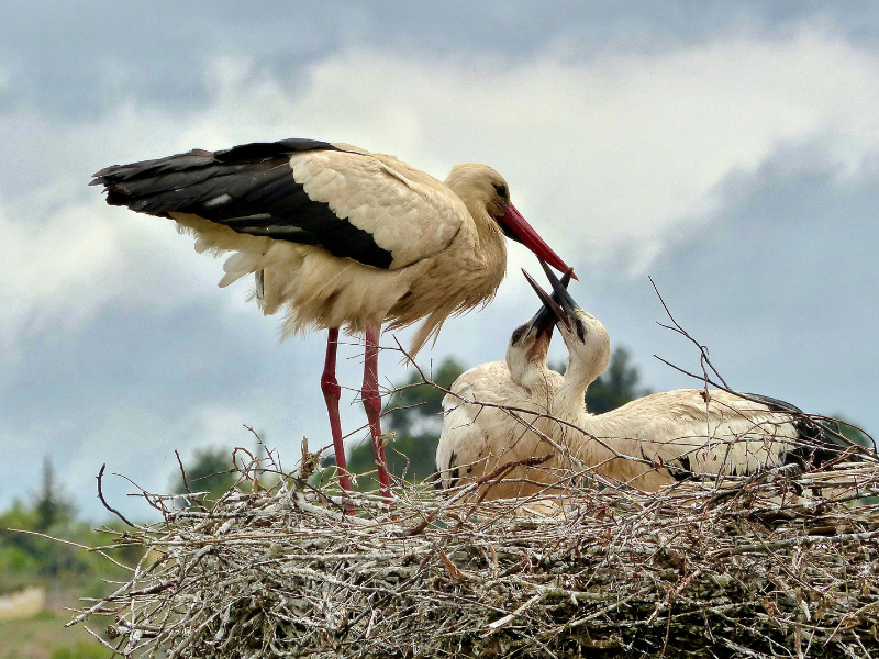 Wildlife in Portugal: de rijke wereld van de fauna