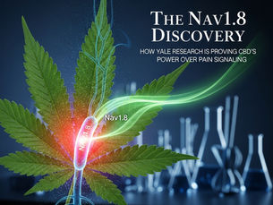 The 2026 CBD Market: Why Transparency and Education are the New Gold Standards