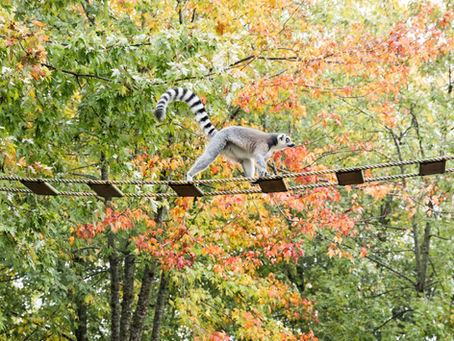 Lemur in leaves at fall photo minis at Waterpark Acres near Fergus, Ontario